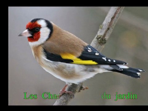 Admiration des Oiseaux (chardonnerets et mésanges)