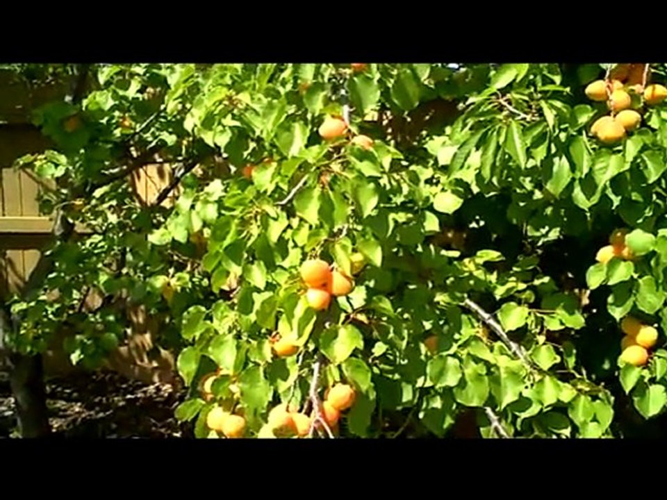 gamurc  - bolum 2.4
