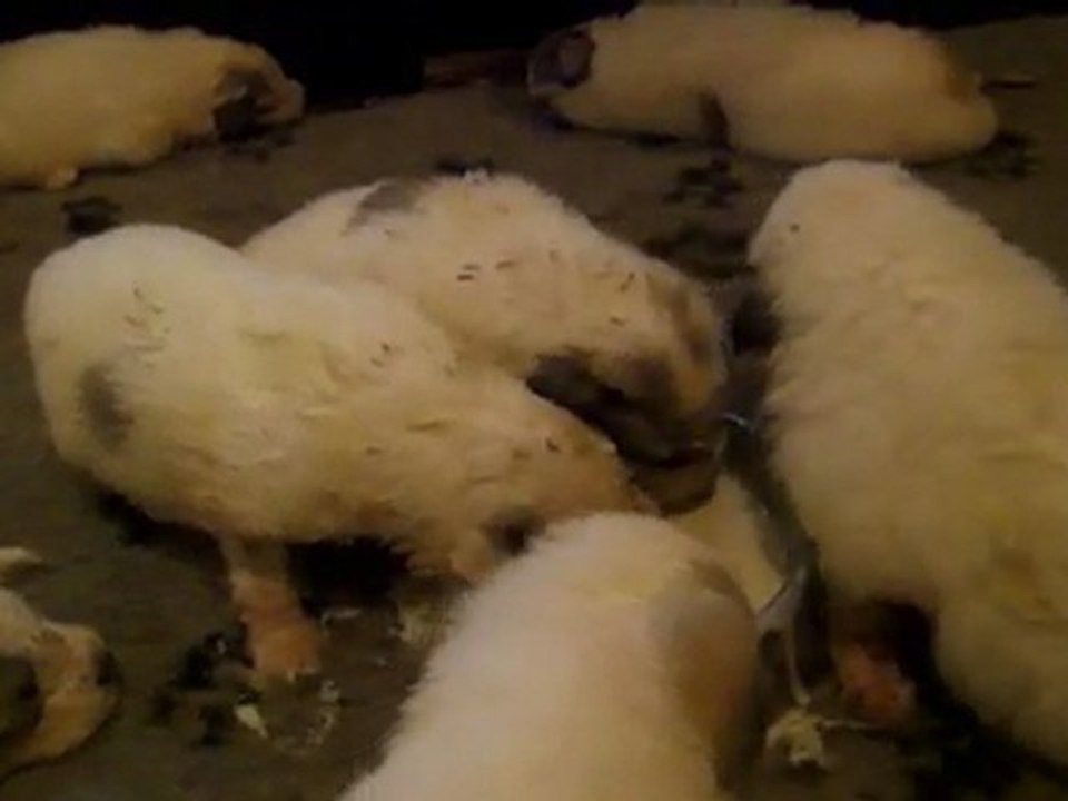 la bouillie! chiots 2.5 semaines patous