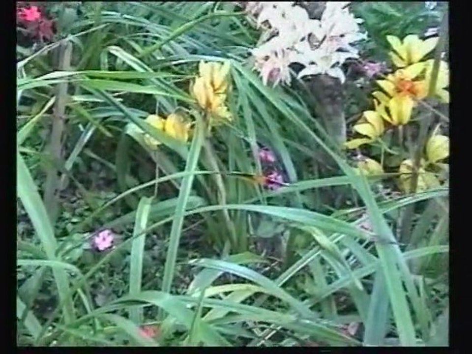 1999D01-Afrique-Sud