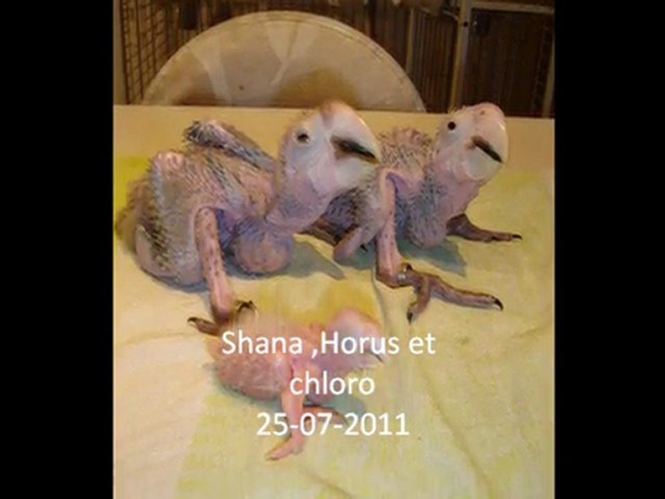 Mon ara shana