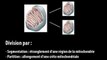 Cours les mitochondries - biologie cellulaire et moléculaire