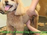 Creme Del Pooch - Mobile Dog Groomer Liverpool - 07725975584