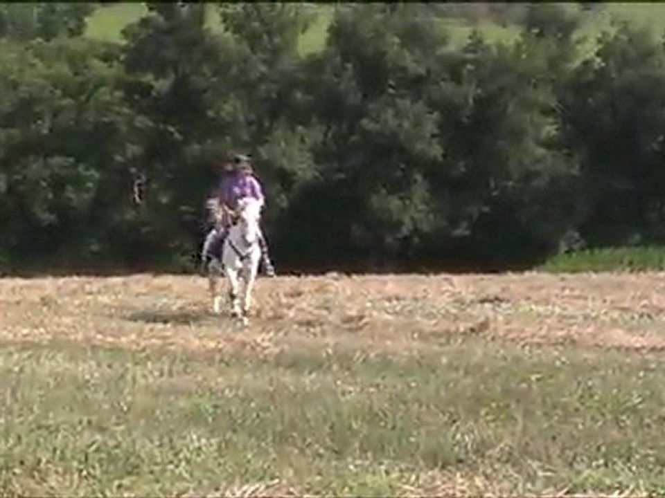 Galop en cordelette, champ de blé
