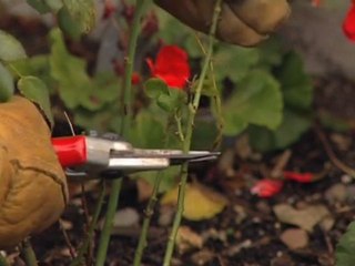 How to prune bush and climbing roses