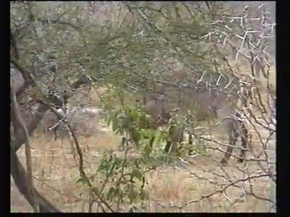 1999D02-Afrique-Sud