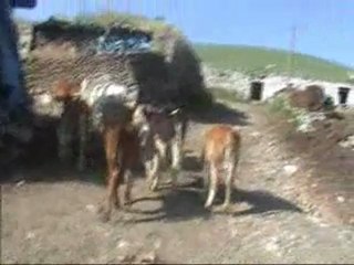 2.Kasiret Yayla Şenliği 2011