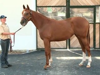 Lot 472 DUTCH ART et BEAUTIFUL - Haras d'Haspel
