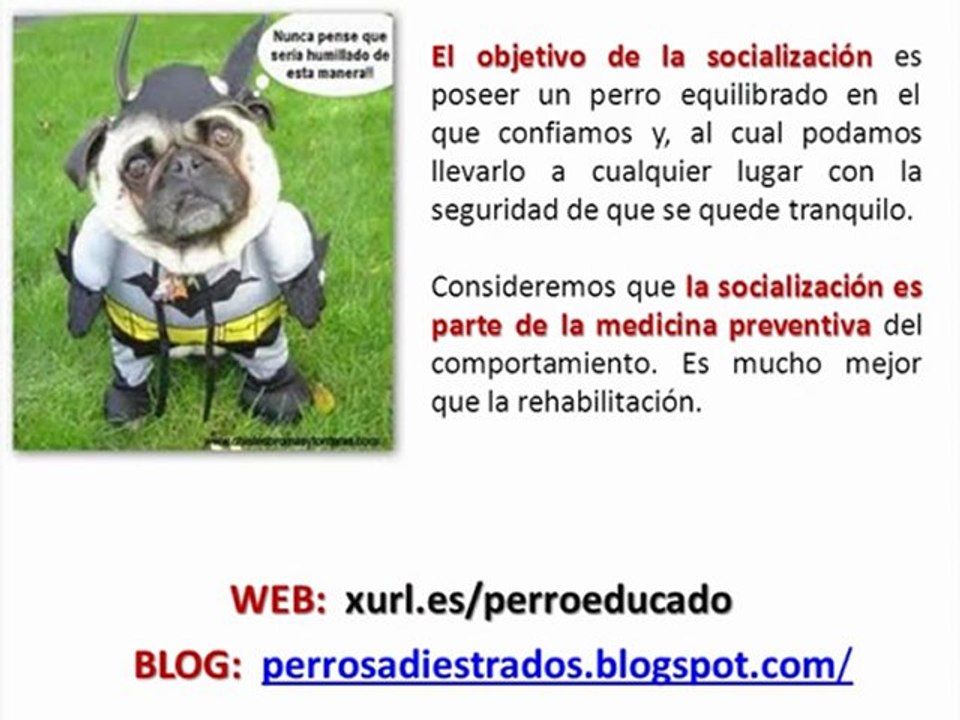 La socialización en el cachorro (perros, adiestramiento, canino, básico)