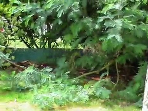 chiots golden retriever à 8 semaines