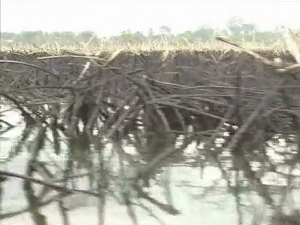 Nigerian oil pollution may need world's biggest clean-up: UN