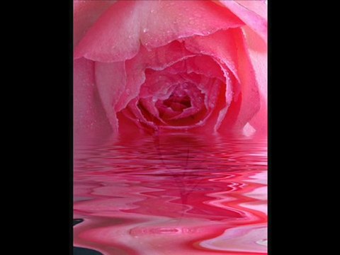 Gül resimleri & Gel gör beni aşk neyledi