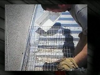 Pigeon Removal San Diego (619) 500-2473