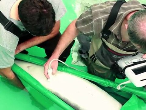 'Sustainable caviar', guilt-free gourmet delicacy