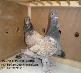 HÜNKARİ BOLONTANET SARI OZAN