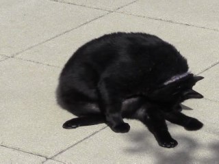 Mes Animaux en vacances