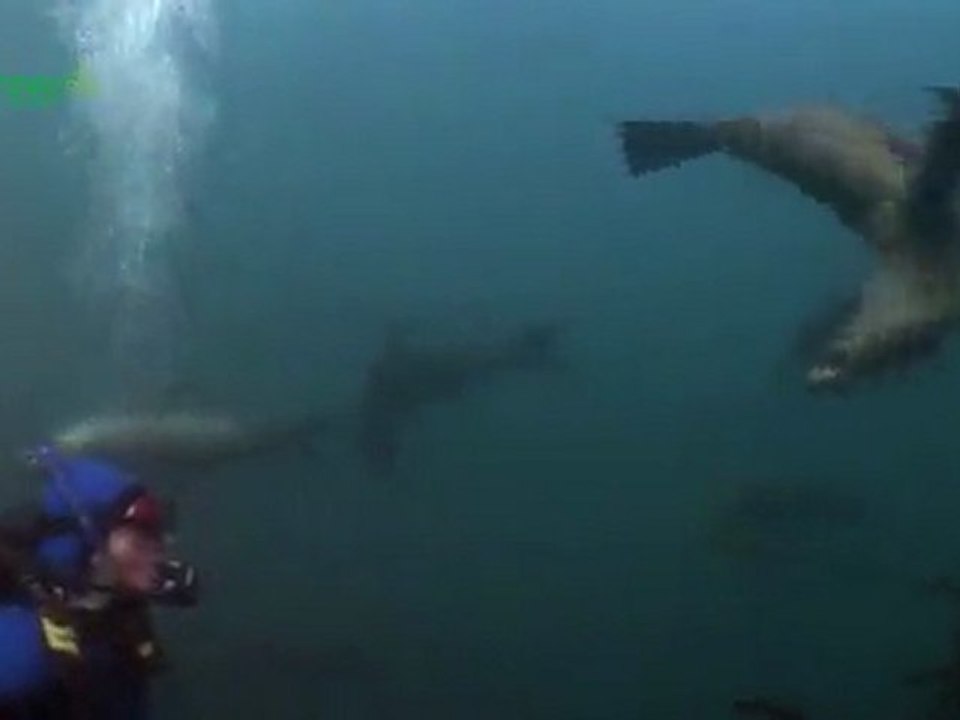 Maria Island Marine Reserve - Iiie des Phoqus