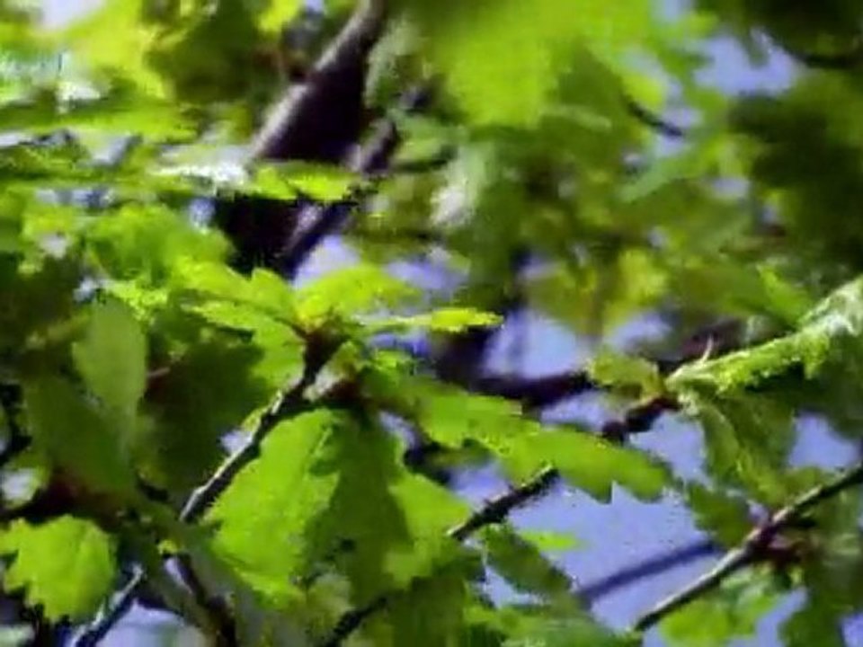 The Beautiful Forest