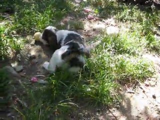 GARRIGUE LE 5 AOUT 2011
