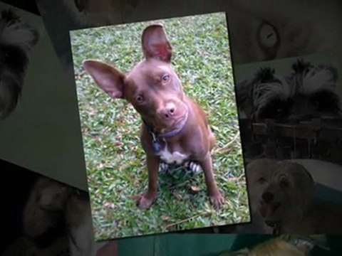 Cairns Vet Clinic - Pet Photos: Face of Cairns Vet