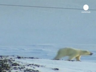 Un oso polar mata a una persona