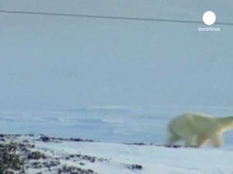 Norvegia: orso bianco uccide una persona e ne ferisce...