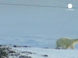 Un touriste tué par un ours polaire en Norvège