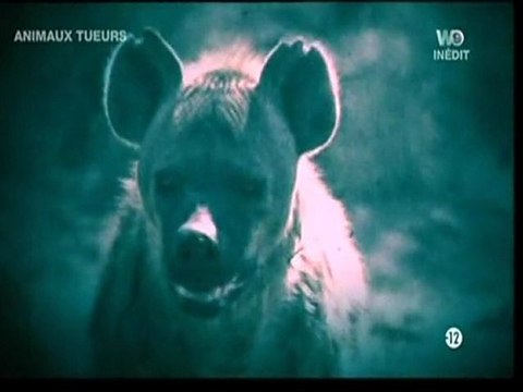 Animaux tueurs, les prédateurs de la savane (2)