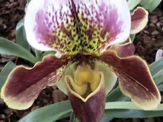 Fiori......un'esplosione di colori