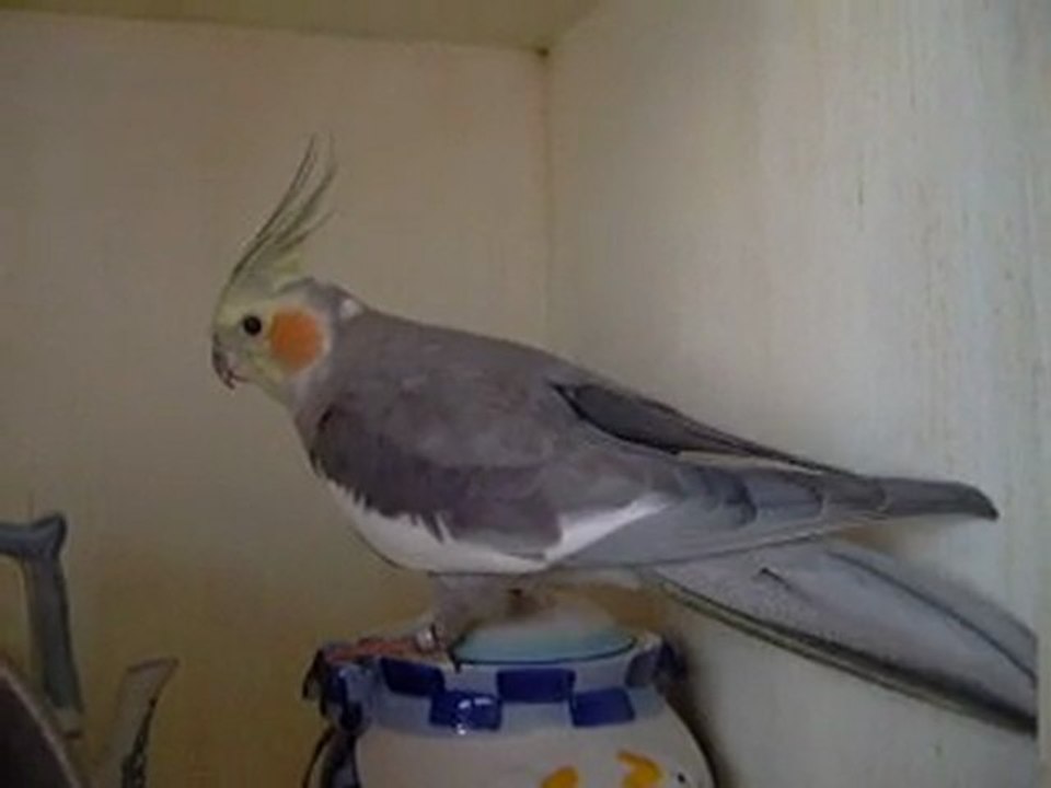 Billy joue le picvert