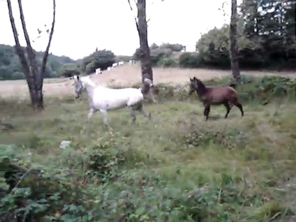 jument et son poulain, DSA