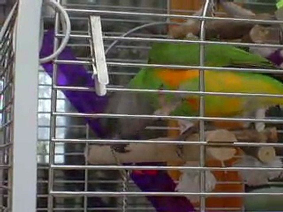 pilou et son fruit