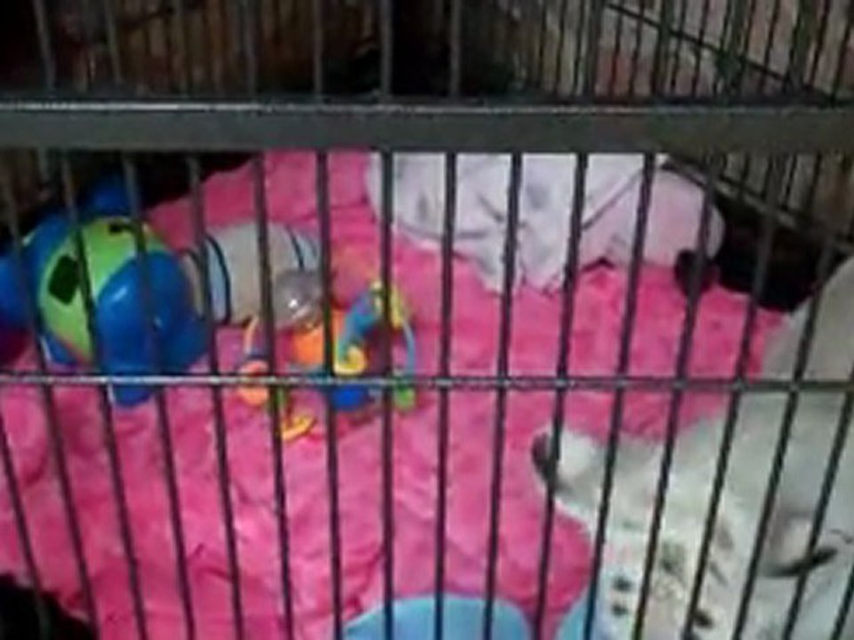 Playtime with Nabha the Tiger Cub and her animal friends