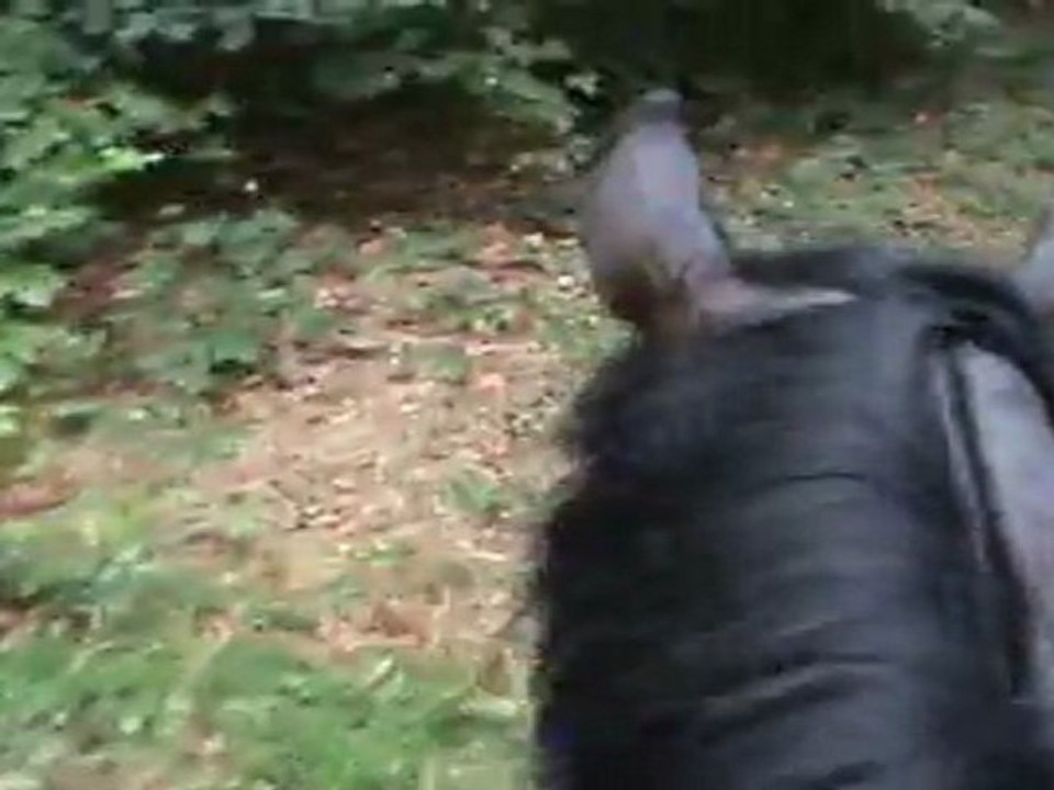 Retour écurie-forêt