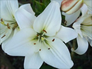 florent chante hélène segara