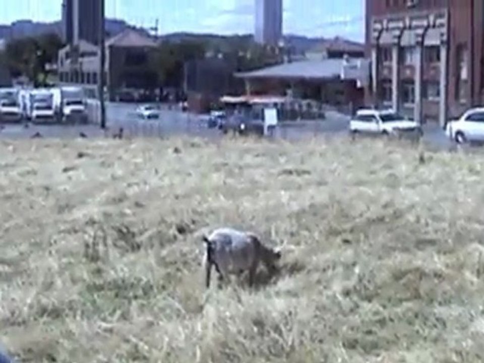 8-5-11 Goats