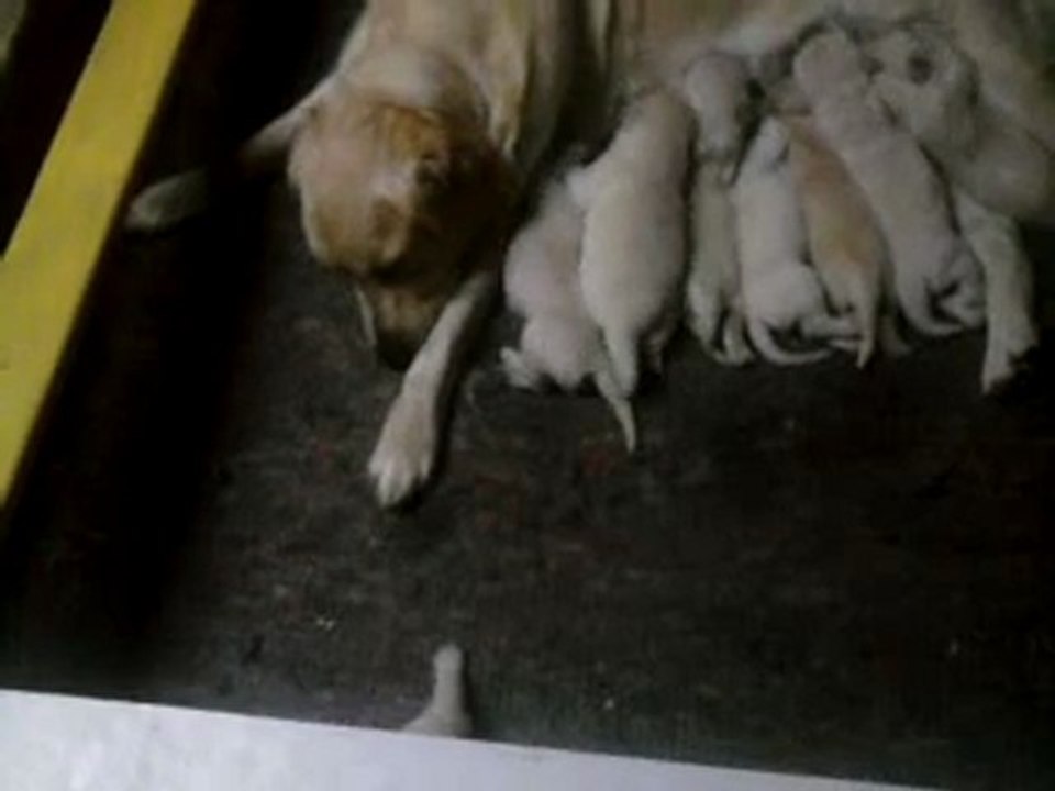 delys et ses bébés