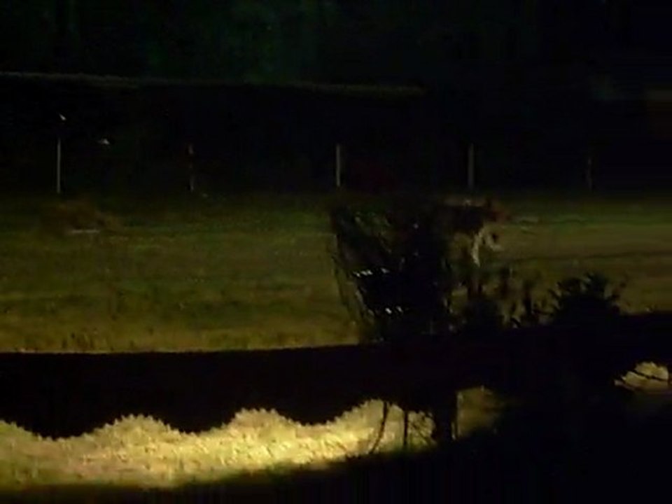 Conomor - Son & Lumière - Saint Gelven - Beagle courant