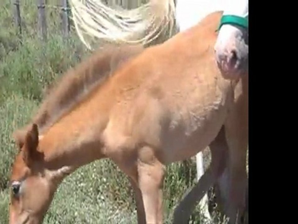 Retour de Candillargues avec Patchaka et Baïla ; et Quenotte et Baïkal ; et .... Perdigau -2011-06-27