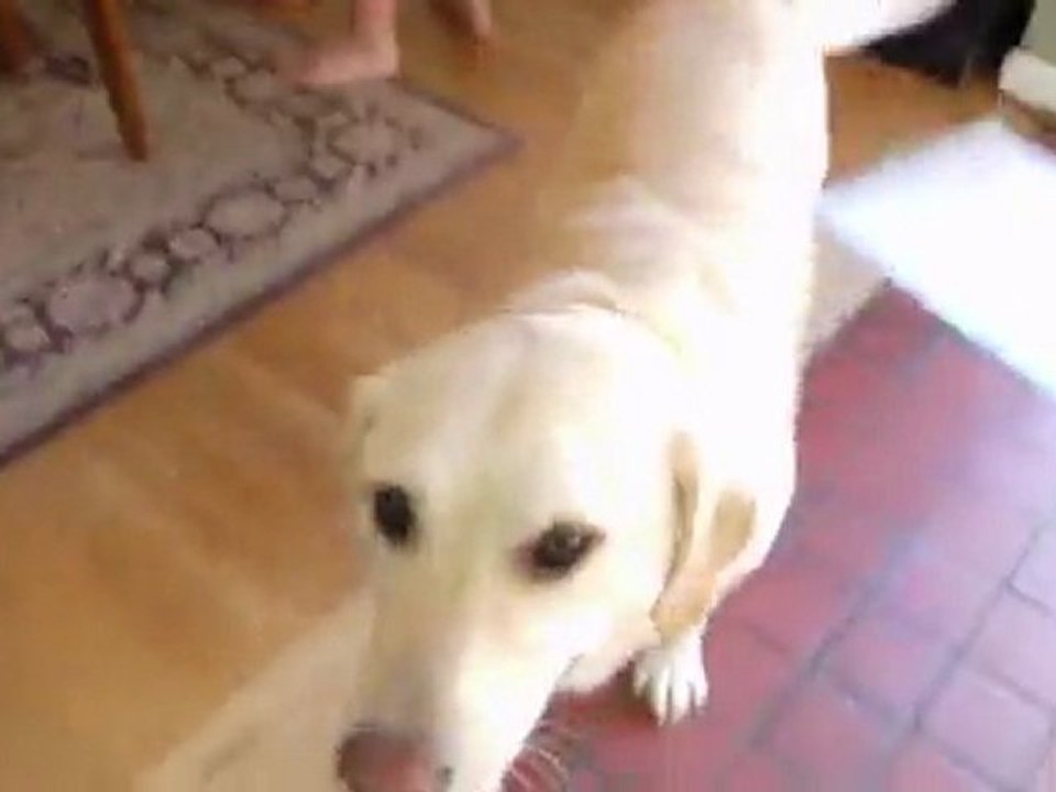 Wiener Dog & Fart