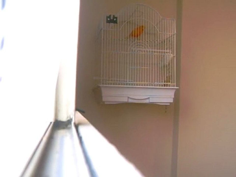 singing canary raw video