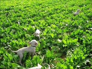 Semaine 8 Gris de Beaurepaire