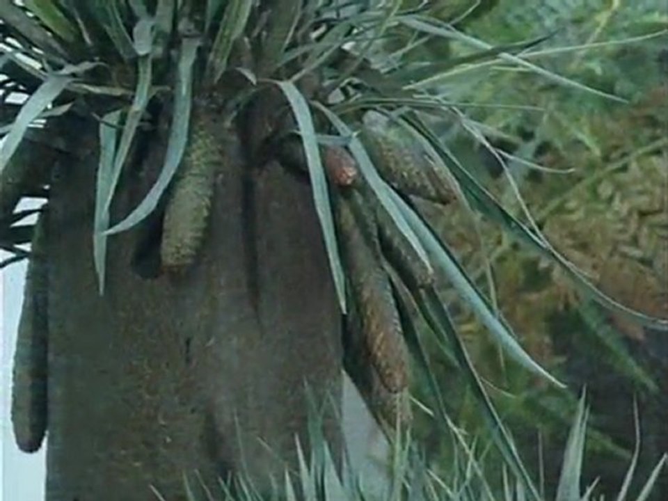 Magic in the Rocks by David Attenborough (BBC, 1989)