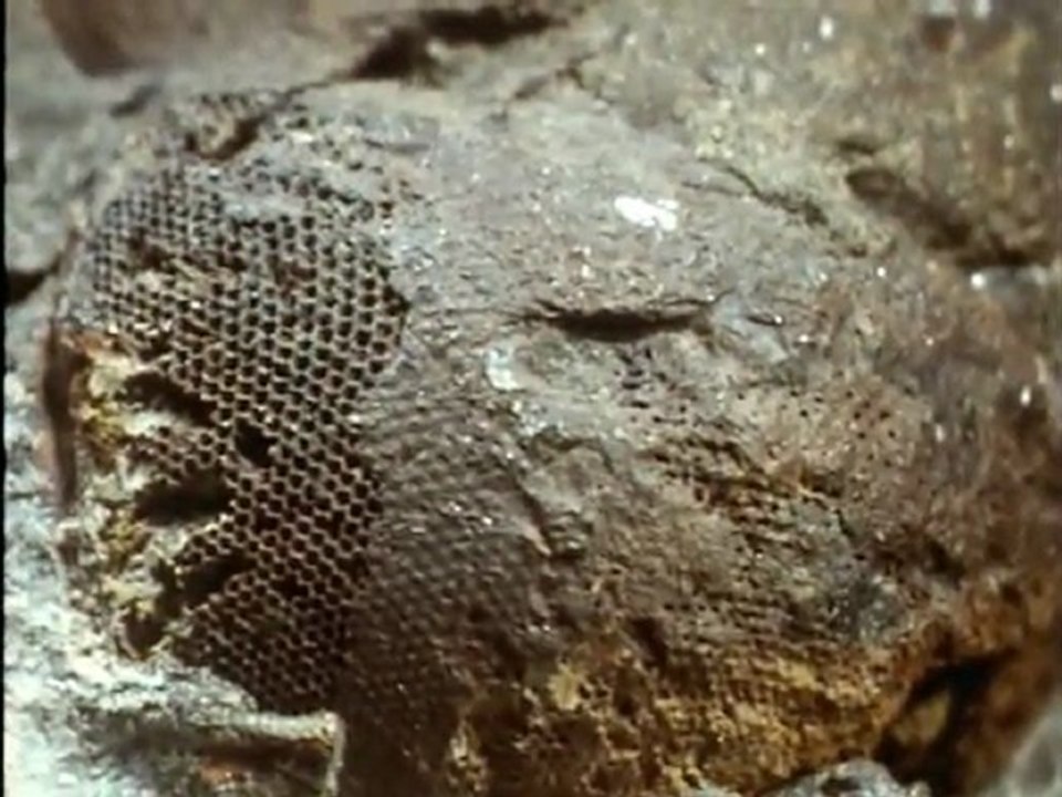 Putting Flesh on Bones by David Attenborough (BBC, 1989)