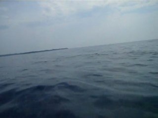 Dauphins dans la baie de Cannes