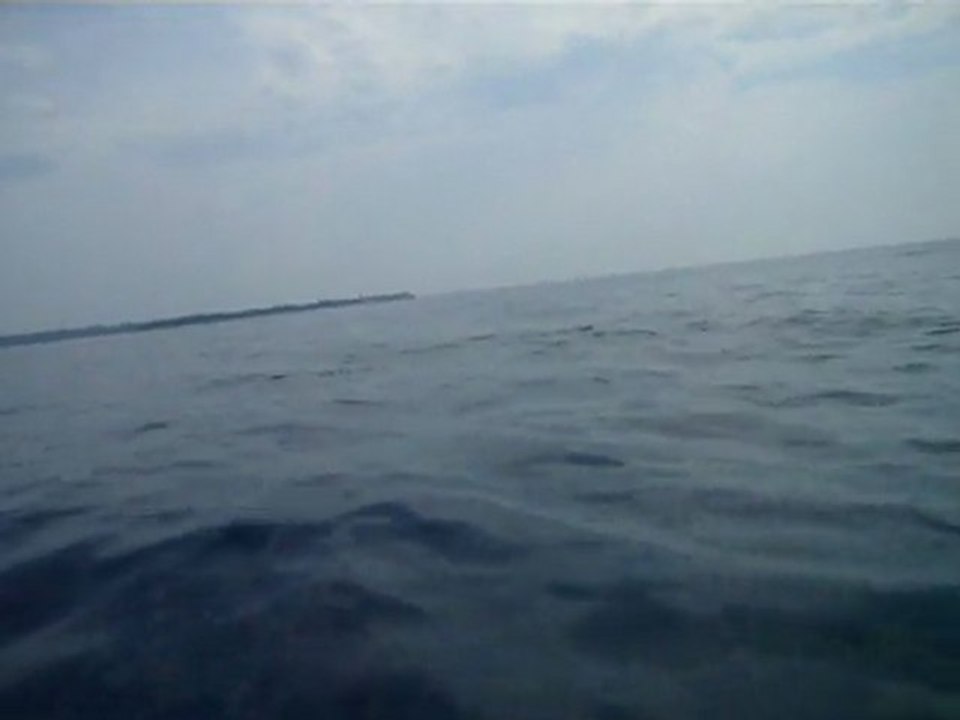 Dauphins dans la baie de Cannes