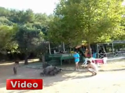 Kuşadası - Davutlar Milli Parkına Domuz Sürüsü İndi