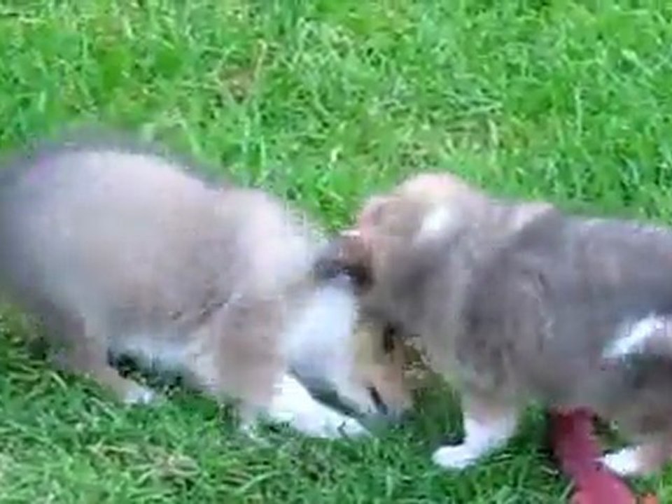 chiots 2 aout 2011