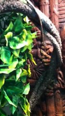 OSCAR ( mon dragon d'eau)