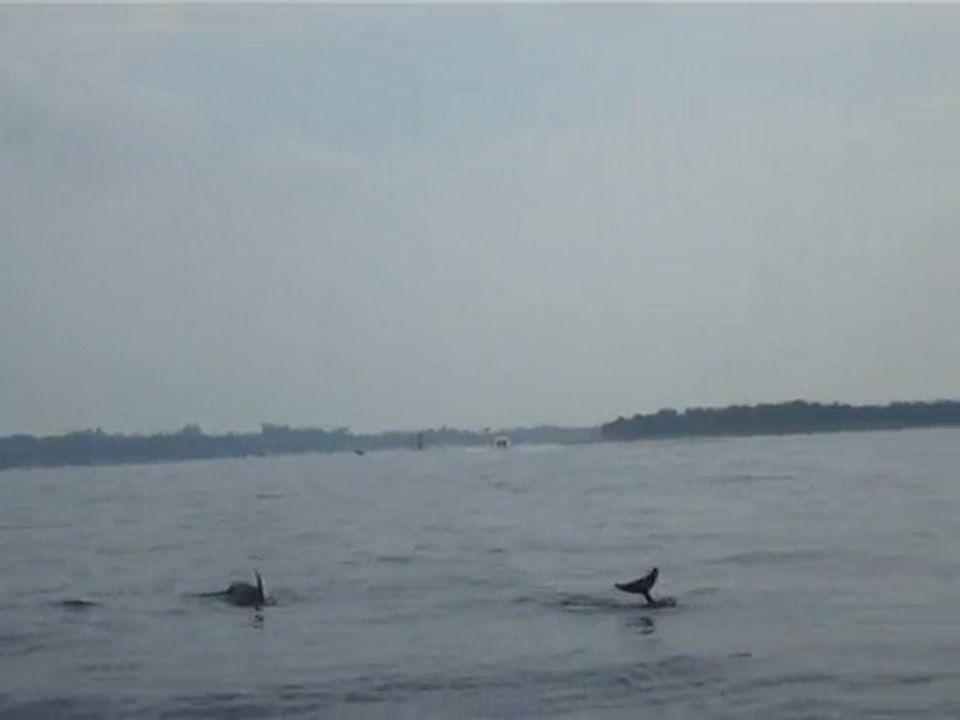 Dauphins dans la baie de Cannes